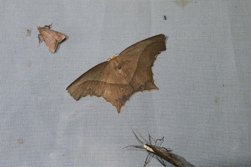 Eutomopepla rogenhoferi