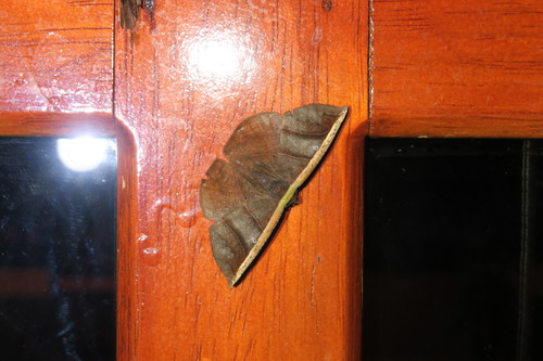 Cimicodes albicosta