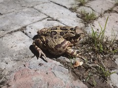 Sclerophrys pardalis
