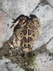 Sclerophrys pardalis