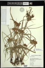 Cyperus odoratus squarrosus