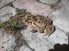 Sclerophrys pardalis
