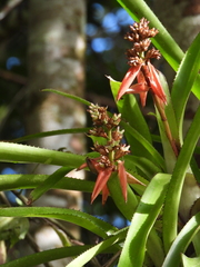 Aechmea mertensii