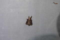 Euglyphis guttularis