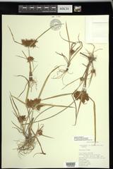 Cyperus odoratus squarrosus