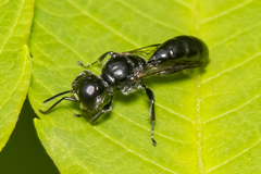 Crossocerus nigritus