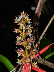 Aechmea mertensii