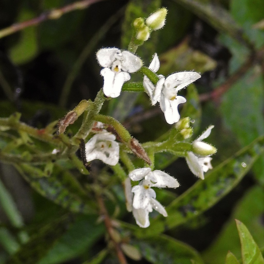 Ponthieva mandonii