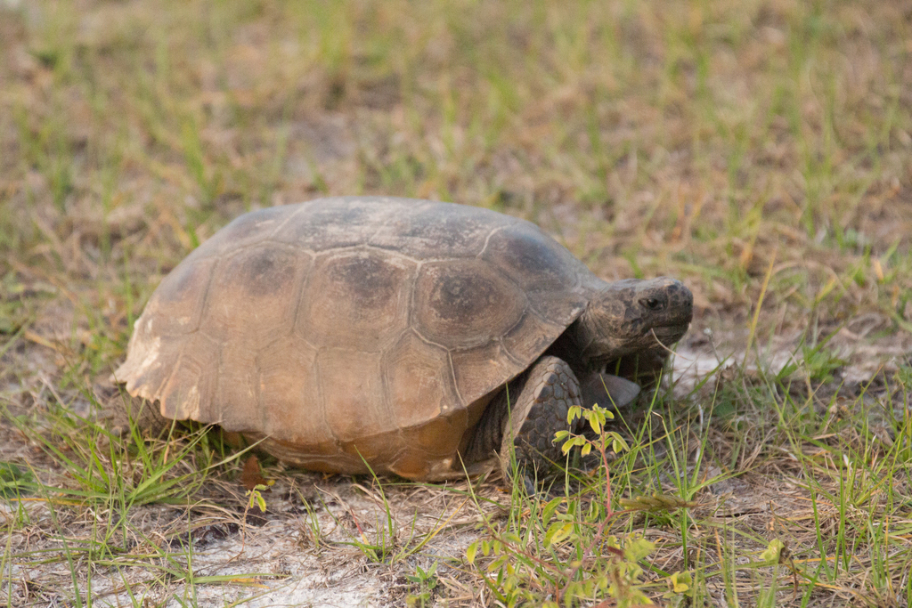 Gopher Tortoise in January 2022 by thelittleman · iNaturalist