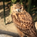Pharaoh Eagle-Owl - Photo (c) TANAKA Juuyoh (ç”°ä¸­åæ´‹), some rights reserved (CC BY)