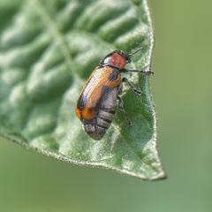 Peploptera