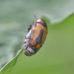 Peploptera