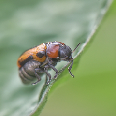 Peploptera
