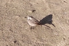 Motacilla alba
