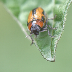Peploptera