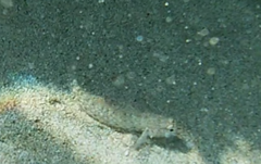 Gobius