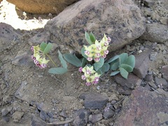 Asclepias cryptoceras davisii