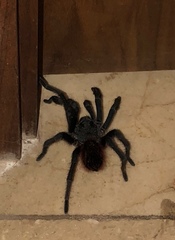 Dugesiella anitahoffmannae