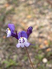 Linaria algarviana