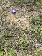 Linaria algarviana