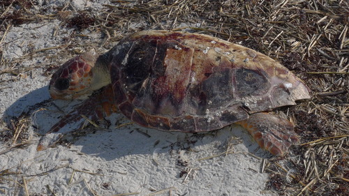Loggerhead Sea Turtle photographed in Florida