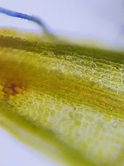 Didymodon icmadophilus