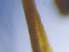 Didymodon icmadophilus