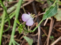 Raphanus sativus raphanistroides