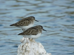 Calidris minutilla