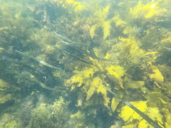 Fistularia commersonii