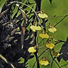 Gomesa bifolia