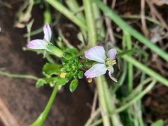 Raphanus sativus raphanistroides