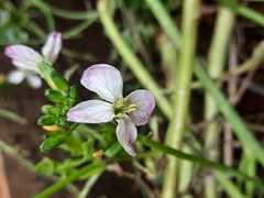 Raphanus sativus raphanistroides