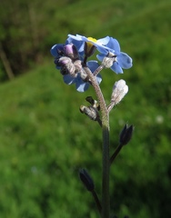 Myosotis decumbens
