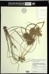 Cyperus engelmannii