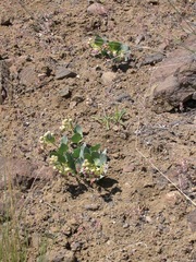 Asclepias cryptoceras davisii