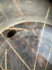 Tropisternus blatchleyi