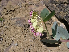 Asclepias cryptoceras davisii