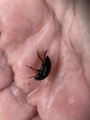 Tropisternus blatchleyi