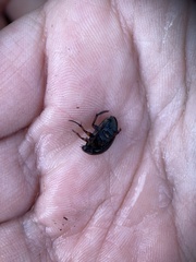 Tropisternus blatchleyi