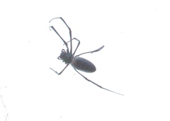 Nephila vitiana