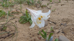 Lilium longiflorum scabrum