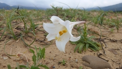 Lilium longiflorum scabrum