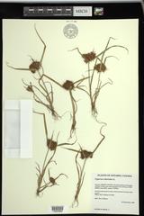 Cyperus odoratus squarrosus