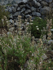 Nepeta nepetella
