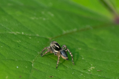 Stenaelurillus sarojinae
