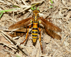 Blepharepium annulatum