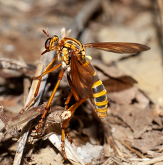 Blepharepium annulatum