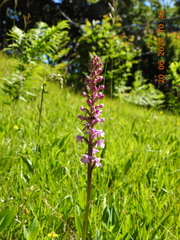 Lapposyrphus lapponicus