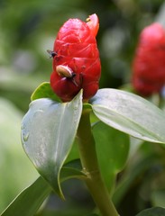 Costus scaber